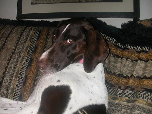 https://images.dog.ceo/breeds/pointer-german/n02100236_521.jpg