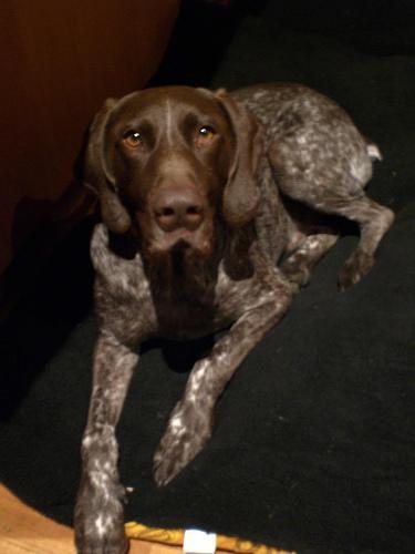 https://images.dog.ceo/breeds/pointer-german/n02100236_5350.jpg