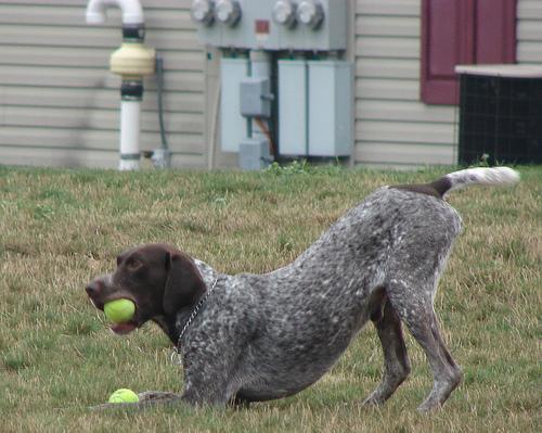 https://images.dog.ceo/breeds/pointer-german/n02100236_5505.jpg