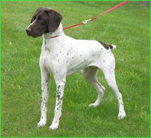 https://images.dog.ceo/breeds/pointer-german/n02100236_556.jpg