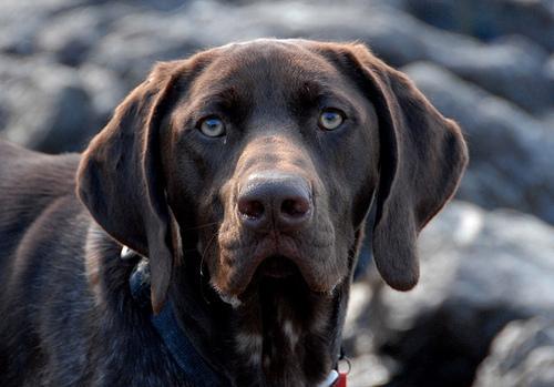 https://images.dog.ceo/breeds/pointer-german/n02100236_5647.jpg