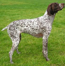 https://images.dog.ceo/breeds/pointer-german/n02100236_5671.jpg