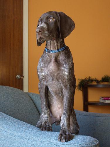 https://images.dog.ceo/breeds/pointer-german/n02100236_5698.jpg