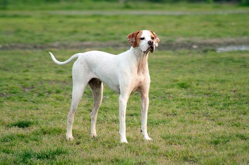 https://images.dog.ceo/breeds/pointer-german/n02100236_5735.jpg