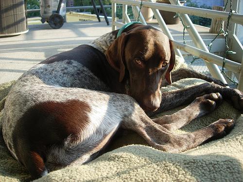 https://images.dog.ceo/breeds/pointer-german/n02100236_5828.jpg