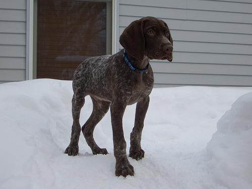 https://images.dog.ceo/breeds/pointer-german/n02100236_5836.jpg