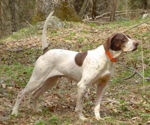 https://images.dog.ceo/breeds/pointer-german/n02100236_5853.jpg