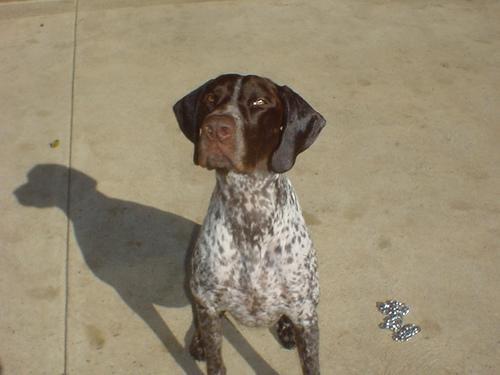 https://images.dog.ceo/breeds/pointer-german/n02100236_5956.jpg