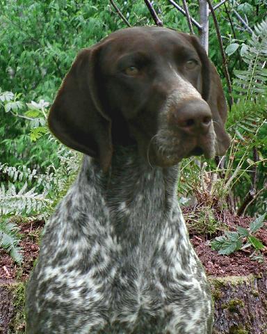 https://images.dog.ceo/breeds/pointer-german/n02100236_615.jpg