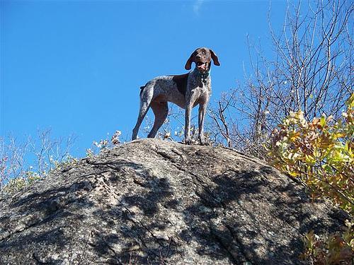 https://images.dog.ceo/breeds/pointer-german/n02100236_619.jpg