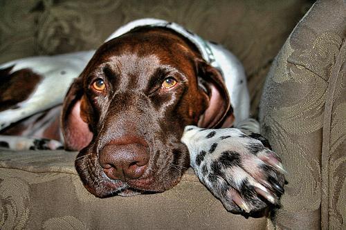 https://images.dog.ceo/breeds/pointer-german/n02100236_645.jpg