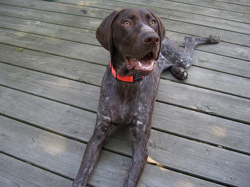 https://images.dog.ceo/breeds/pointer-german/n02100236_689.jpg