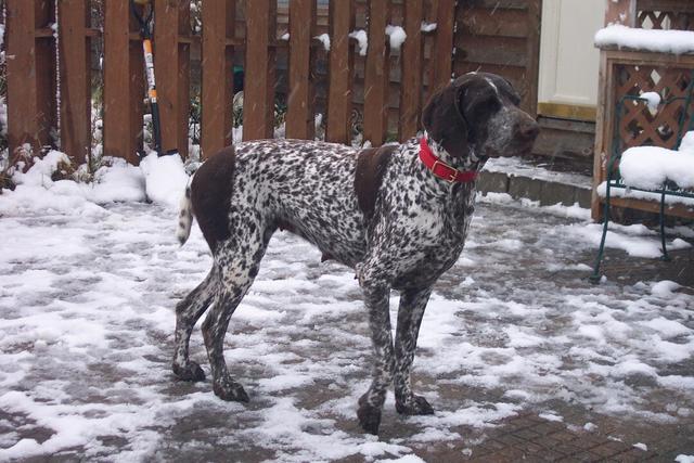 https://images.dog.ceo/breeds/pointer-german/n02100236_804.jpg