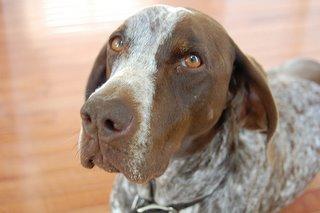 https://images.dog.ceo/breeds/pointer-german/n02100236_873.jpg