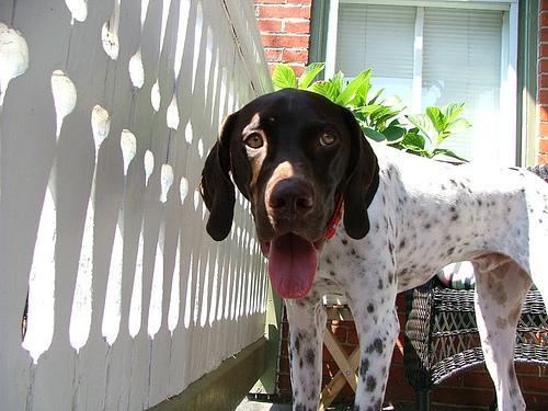 https://images.dog.ceo/breeds/pointer-german/n02100236_879.jpg