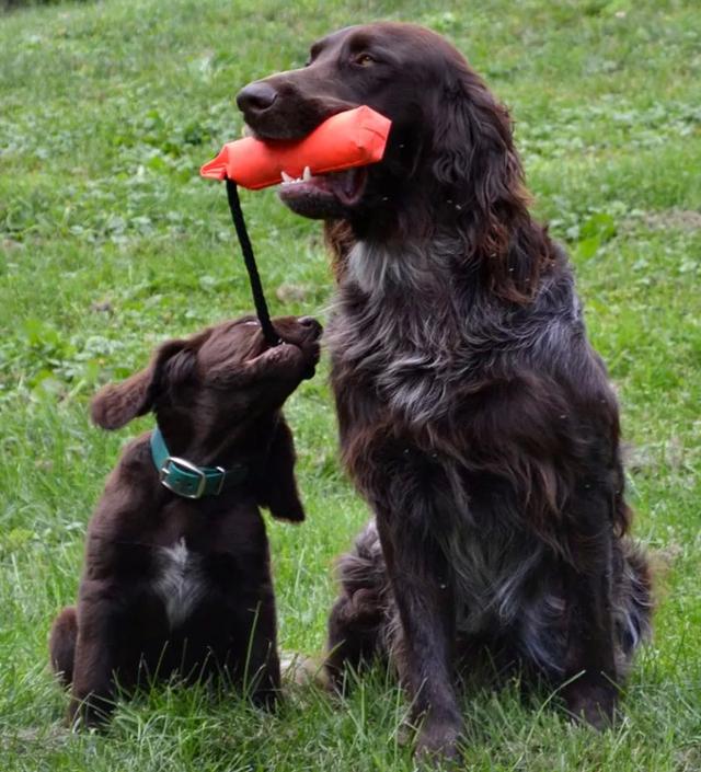 https://images.dog.ceo/breeds/pointer-germanlonghair/hans2.jpg