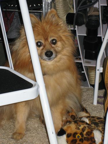 https://images.dog.ceo/breeds/pomeranian/n02112018_10129.jpg