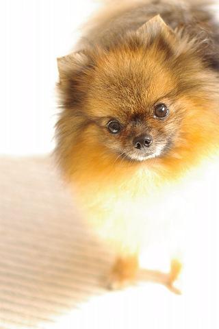 https://images.dog.ceo/breeds/pomeranian/n02112018_10158.jpg