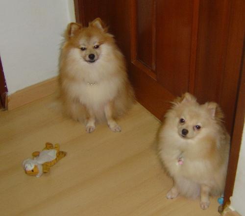 https://images.dog.ceo/breeds/pomeranian/n02112018_10937.jpg