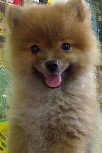 https://images.dog.ceo/breeds/pomeranian/n02112018_11233.jpg