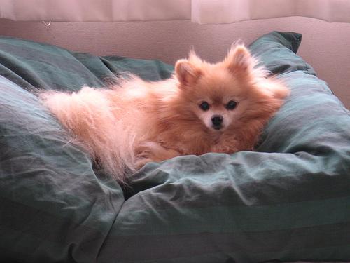 https://images.dog.ceo/breeds/pomeranian/n02112018_1146.jpg