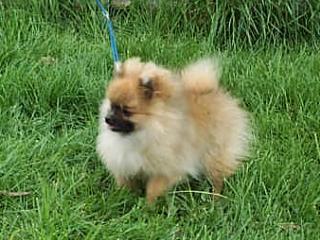 https://images.dog.ceo/breeds/pomeranian/n02112018_11557.jpg