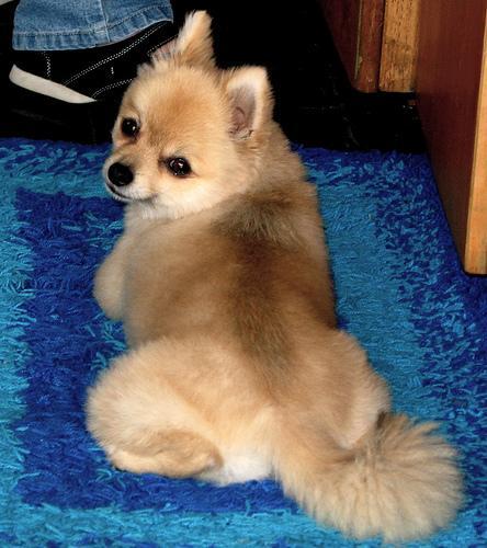 https://images.dog.ceo/breeds/pomeranian/n02112018_12493.jpg