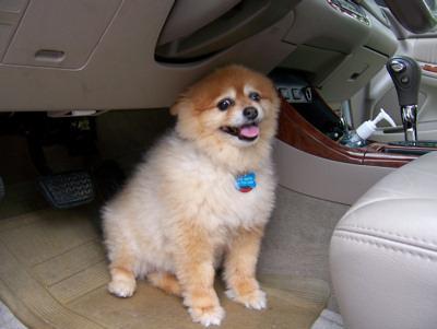 https://images.dog.ceo/breeds/pomeranian/n02112018_12586.jpg