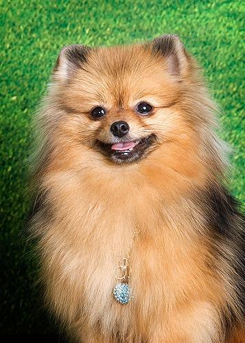 https://images.dog.ceo/breeds/pomeranian/n02112018_1325.jpg