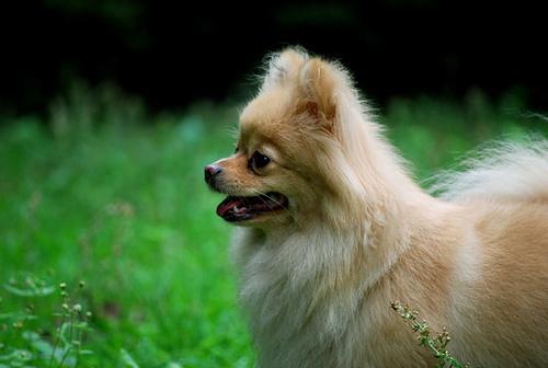 https://images.dog.ceo/breeds/pomeranian/n02112018_1339.jpg