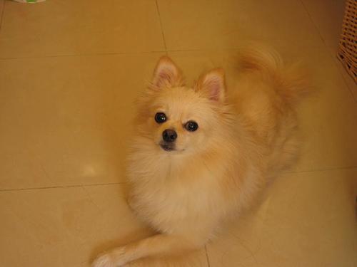 https://images.dog.ceo/breeds/pomeranian/n02112018_1348.jpg