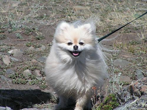 https://images.dog.ceo/breeds/pomeranian/n02112018_13581.jpg