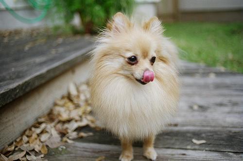 https://images.dog.ceo/breeds/pomeranian/n02112018_14257.jpg