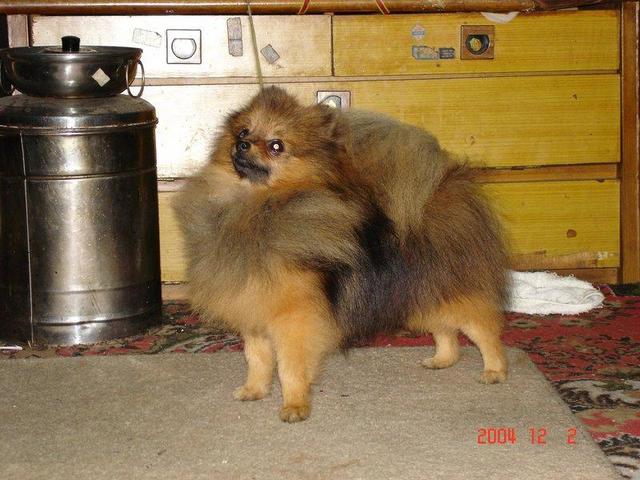 https://images.dog.ceo/breeds/pomeranian/n02112018_14482.jpg