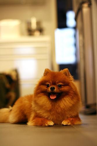 https://images.dog.ceo/breeds/pomeranian/n02112018_1462.jpg