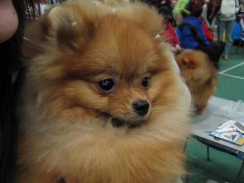 https://images.dog.ceo/breeds/pomeranian/n02112018_1486.jpg