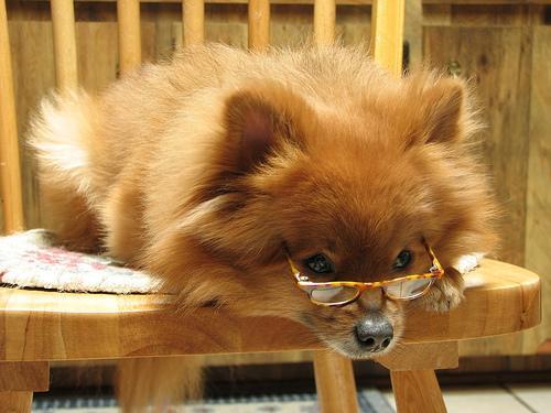 https://images.dog.ceo/breeds/pomeranian/n02112018_1518.jpg