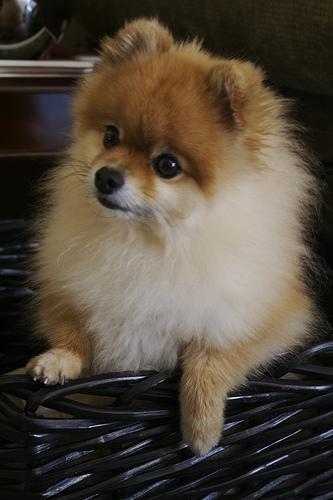 https://images.dog.ceo/breeds/pomeranian/n02112018_1612.jpg