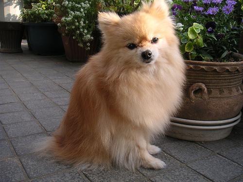 https://images.dog.ceo/breeds/pomeranian/n02112018_1621.jpg