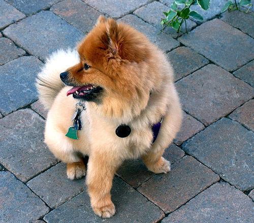 https://images.dog.ceo/breeds/pomeranian/n02112018_1705.jpg