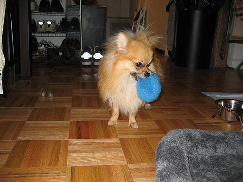 https://images.dog.ceo/breeds/pomeranian/n02112018_1929.jpg