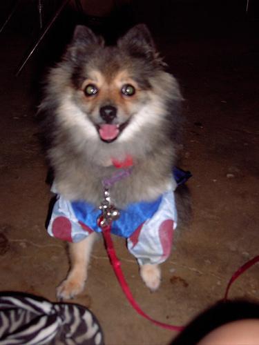 https://images.dog.ceo/breeds/pomeranian/n02112018_2154.jpg