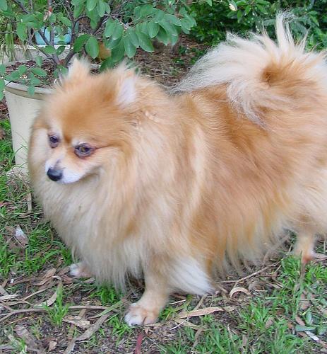 https://images.dog.ceo/breeds/pomeranian/n02112018_2207.jpg