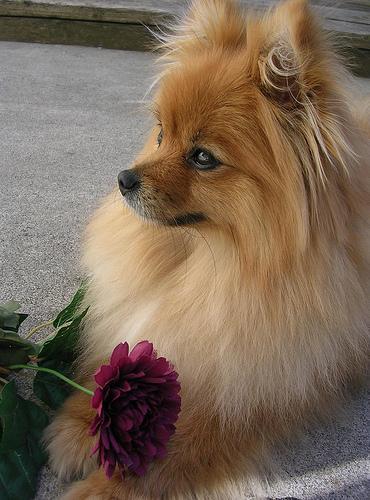 https://images.dog.ceo/breeds/pomeranian/n02112018_2218.jpg