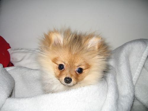 https://images.dog.ceo/breeds/pomeranian/n02112018_2590.jpg