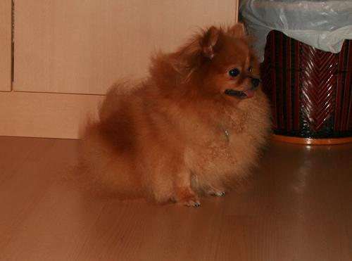 https://images.dog.ceo/breeds/pomeranian/n02112018_2614.jpg