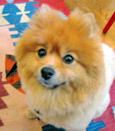 https://images.dog.ceo/breeds/pomeranian/n02112018_2699.jpg