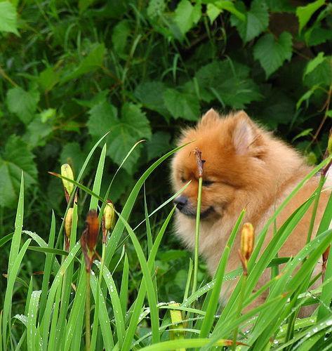 https://images.dog.ceo/breeds/pomeranian/n02112018_2811.jpg