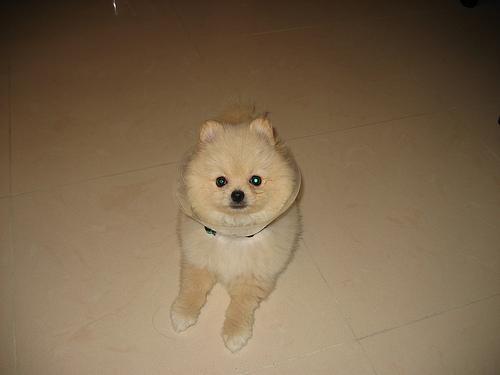 https://images.dog.ceo/breeds/pomeranian/n02112018_2896.jpg