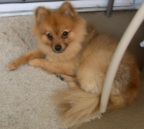 https://images.dog.ceo/breeds/pomeranian/n02112018_3033.jpg